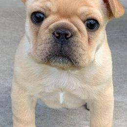 French Bulldogs from Highwood Farms