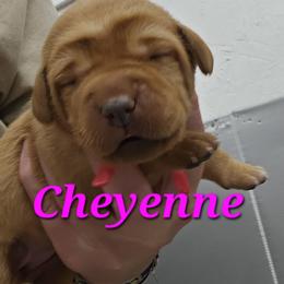 Cheyenne - Yellow female Labrador Retriever puppy in Sidney, Nebraska from Nebraska Strong Labradors