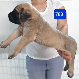 AKC PUP 788 - Fawn male Mastiff puppy in Ava, Missouri from Ozark Mountain Mastiffs