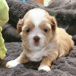 Blondie - Cream and white female Shih Tzu puppy in Parma, Idaho from SuLynnes Shih Tzus