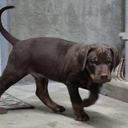 Boy 1 - Red male Catahoula Leopard Dog puppy in Prather, California from Marcee's Catahoulas