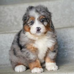 Diesel - Merle male Bernedoodle puppy in Dundee, Ohio from Down Home Doodle