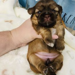 Caramel - Sable and white female Shih Tzu puppy in Hawthorne, Florida from Simply Southern Shihtzus