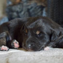 Ember - Black tri-color female Australian Shepherd puppy in Lyons, Georgia from Canyon South Aussies
