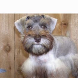 Ivy - Miniature Schnauzer