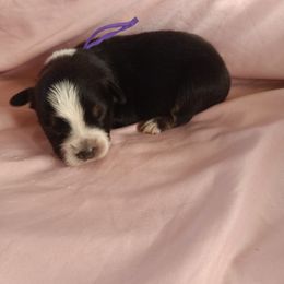 Australian Shepherd and Miniature Australian Shepherd Puppies from Rothsolid Puppies