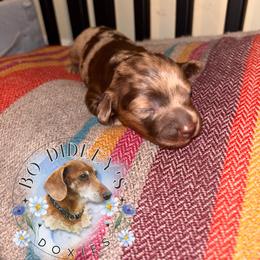 Bell - Chocolate and tan female Dachshund puppy in Clarksdale, Mississippi from Bo Didley's Doxies