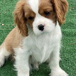 Cavalier King Charles Spaniels and Havanese from Petite Amour