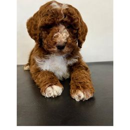 Black collar male - Red  male Poodle puppy in Henefer, Utah from Mountain Valley Poodles