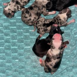 Jet - Black tri male Miniature American Shepherd puppy in Covington County, Alabama from Sweetbay Aussies/ Miniature American Shepherds