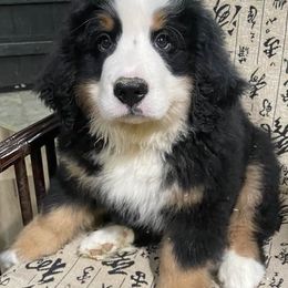 Bernese Mountain Dogs from Cynthia's Bernese Mountain Dogs
