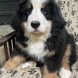 Bernese Mountain Dogs from Cynthia's Bernese Mountain Dogs