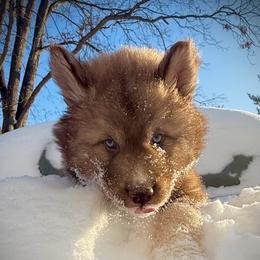 Oakwood - Red and white male Siberian Husky puppy in Florence, Kentucky from Moonlight Howl Huskies