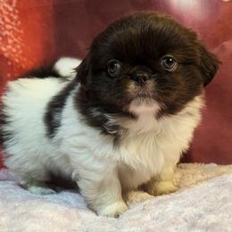 Lulu - Red brindle female Pekingese puppy in Apex, North Carolina from Happy puppies