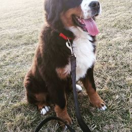 Bernese Mountain Dog and Golden Retriever Puppies from Bertke AKC Golden Retrievers and Bernese Mountain Dogs