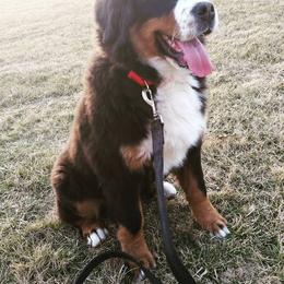 Bernese Mountain Dog and Golden Retriever Puppies from Bertke AKC Golden Retrievers and Bernese Mountain Dogs