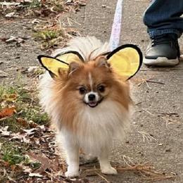 Pomeranian Puppies from Jaime's Pomeranians