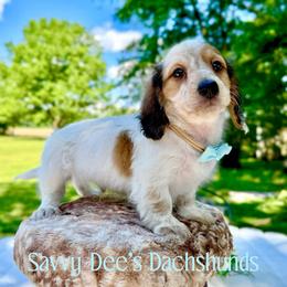Toasted Marshmallow(2000 AKC limited pet) - Piebald male Dachshund puppy in Augusta, Arkansas from Savvy-Dee's Dachshunds