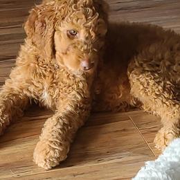 Goldendoodle and Sheepadoodle Puppies from IE Family Doodles
