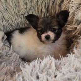 Girl 1 - White and sable female Papillon puppy in Mountain Home, Arkansas from King's Papillons