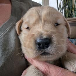 Traverse - Golden male Golden Retriever puppy in Cody, Wyoming from Bliss Creek MTN Meadows
