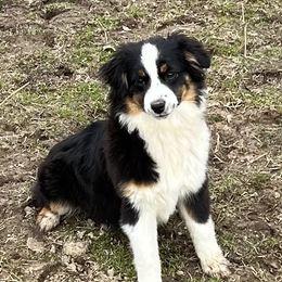 Miniature Australian Shepherds from Misty View Ranch