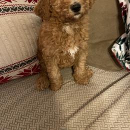 Goldendoodle Puppies from Texas Bello Doodles