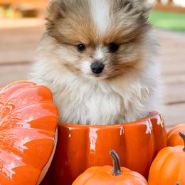 Pomeranian Puppies from Country Life Pomeranians
