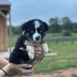Grace - Black tri female Miniature American Shepherd puppy in Mill Spring, North Carolina from Adair's Australian Shepherds