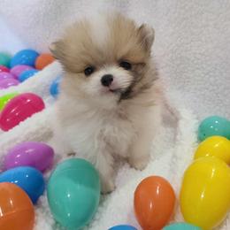 Pomeranian Puppies from Mckee's Pomeranians