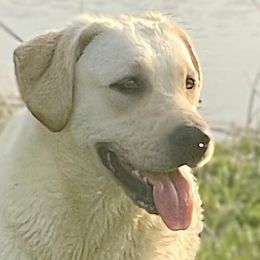 Boujee - Labrador Retriever