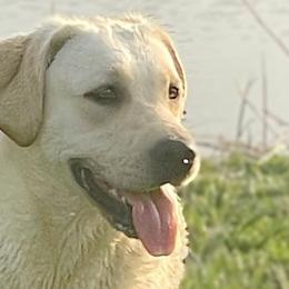 Boujee - Labrador Retriever