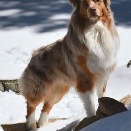 Kota - Australian Shepherd