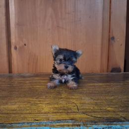 Ivy - Black and tan female Yorkshire Terrier puppy in Terrell, Texas from Ashley Nicole Ranch