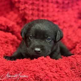 Lilac Girl - Black female Labrador Retriever puppy in Colorado from Albrecht Farms Labrador Retrievers