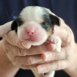 Russ - Tri-color male Cavalier King Charles Spaniel puppy in Waterloo, Iowa from Muddy Paws Cavaliers