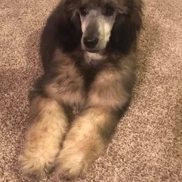 Poodle Puppies from 406 Poodles