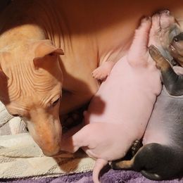 Sif - American Hairless Terrier
