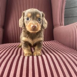 Rolo - Chocolate and tan male Dachshund puppy in Arthur, Illinois from Chupp’s Puppies