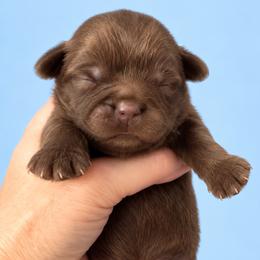 Bolton - Chocolate male Shih Tzu puppy in Tallahassee, Florida from Bows and Bow Ties