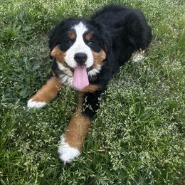 Bernese Mountain Dog Puppies from Willow Springs Doodles