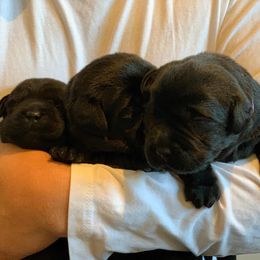 Labrador Retriever Puppies from Ronara Labradors