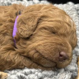 Double Doodle and Goldendoodle Puppies from Red White and Doodle