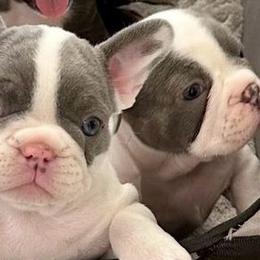 French Bulldogs from BlueCairo Frenchies