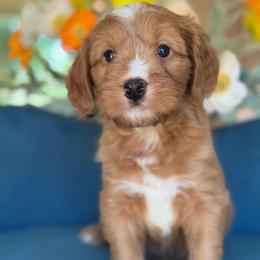 Rooster - male Bernedoodle puppy in Yuciapa, California from AlltheDoodlez_