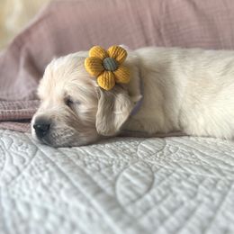 Golden Retriever Puppies from Rigdon Retrievers