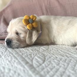 Golden Retriever Puppies from Rigdon Retrievers