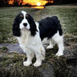 Tilly - English Springer Spaniel