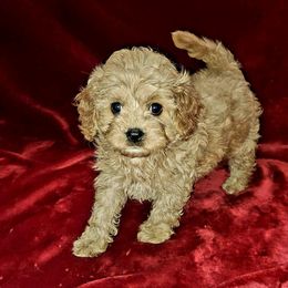 Cavapoo Puppies from Lebel Cavapoos