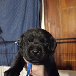 Blue Male - Black male Labrador Retriever puppy in Andrews, South Carolina from Leyland Cypress Retrievers